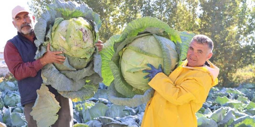 Ata tohumundan üretildi, rekor verim sağladı! Coğrafi işaretli üründe güldüren hasat: Tanesi 150 TL’den satılıyor 5